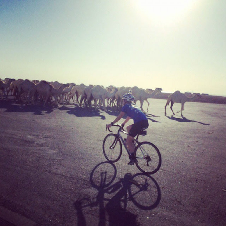 Molly and camels